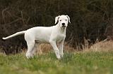 DOGUE ARGENTIN 088